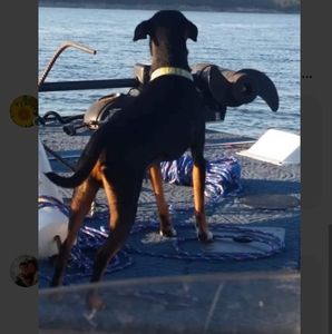 Meet your Posher, Jerry